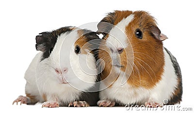 Guinea pigs, 3 years old, lying Stock Photo