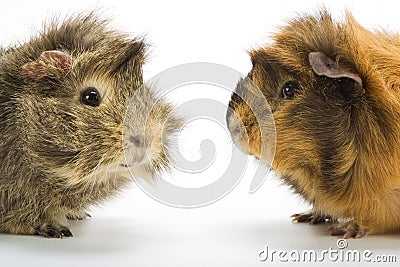 Guinea pigs Stock Photo