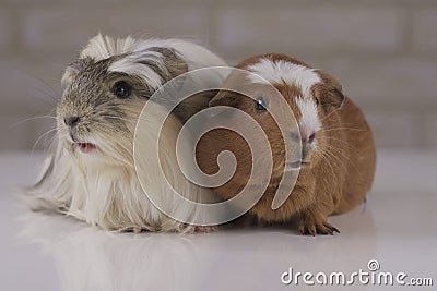 Guinea pigs breed Golden American Crested and Coronet cavy Stock Photo