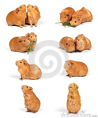 Guinea pigs - compilation Stock Photo