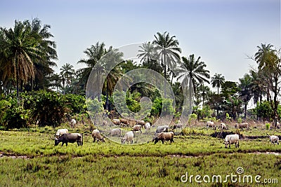 Guinea West Africa Boke province Kamsar cows Stock Photo