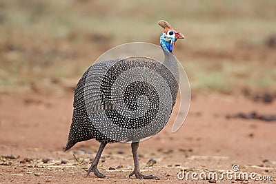 Guineafowl Stock Photo