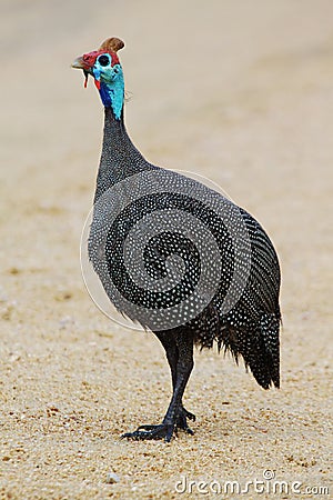 Guineafowl Stock Photo