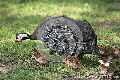 Guineafowl And Chicks Stock Photo