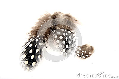 Guineafowl Feathers Stock Photo