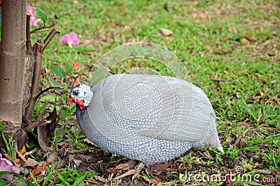 Guineafowl or Guineahen in garden Stock Photo