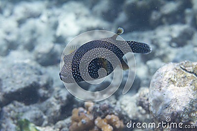Guineafowl Puffer on Coral Reef Stock Photo