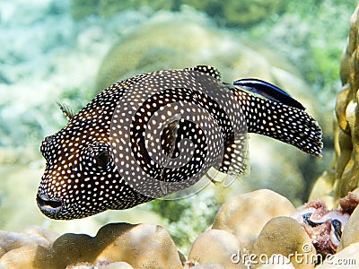 Guineafowl puffer fish Stock Photo