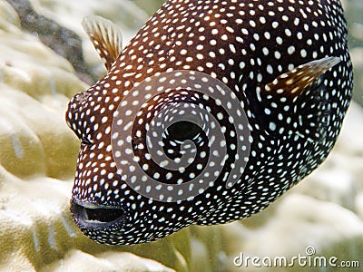 Guineafowl puffer Macro Stock Photo