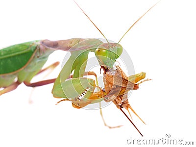 Guinean mantis Sphodromantis gastric, male eating crickets, isolated on white background Stock Photo