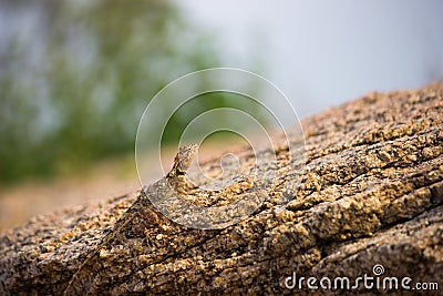 Rock Agama Lizard or the Rock Lizard camouflage Stock Photo