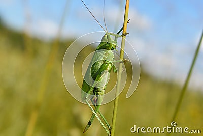 Boy plays the guitar close up Stock Photo