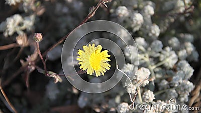 Gul blomma på marken Gul blomma på marken