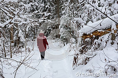 Woman wearing red winter jacket, walks in snowy forest. Editorial Stock Photo