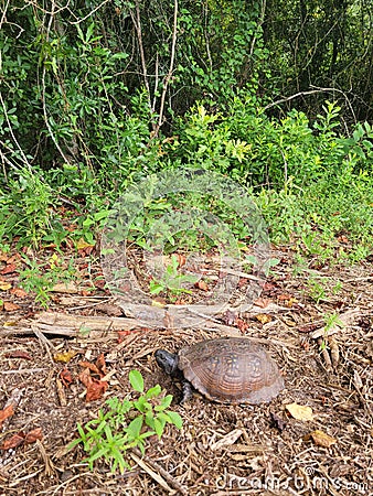 Gulf Coast Box Turtle Stock Photo