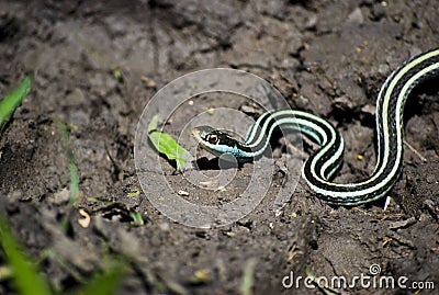 Gulf Coast Ribbon Snake Stock Photo