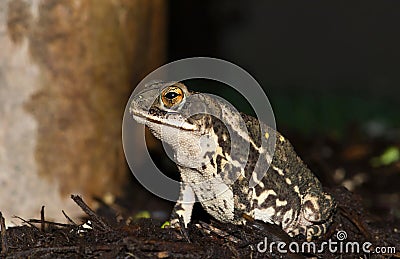 Gulf Coast toad sitting by a tree. Stock Photo