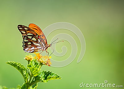 Gulf Fritillary butterfly feeding on lantana flowers Stock Photo