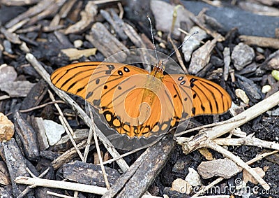 Gulf Fritillary Butterfly Stock Photo