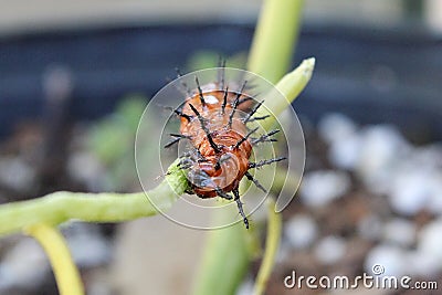 Gulf fritillary caterpillar heliconiinae long wing on passion vine plant Stock Photo
