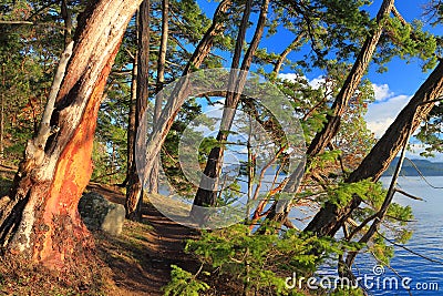 Gulf Islands National Park, Mayne Island, Forest Trail along Bennett Bay in Evening Light, British Columbia, Canada Stock Photo