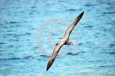 Gull Stock Photo