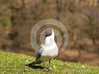 Gull Stock Photo