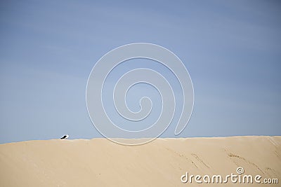 Gull on a dune Stock Photo