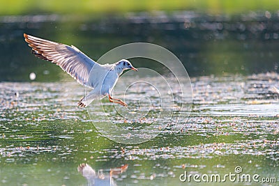 Gull flying over water, Seagull landing, Bird flying, Bird landing over water Stock Photo