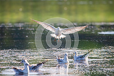 Gull flying over water, Seagull landing, Bird flying, Bird landing over water Stock Photo