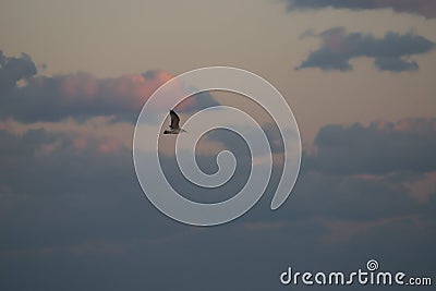 Gull over the Boahi sea around sun set Stock Photo