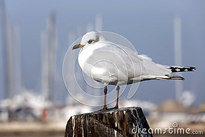 Gull over the pole to moor ships on the ocean Stock Photo