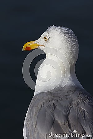 Gull portrait on the sun Stock Photo