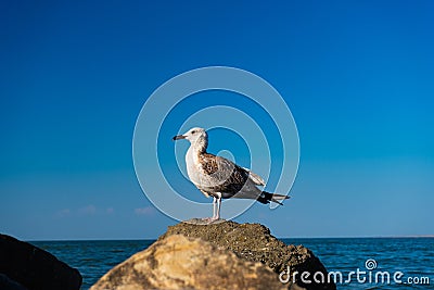 Gull on rocks against background of sea in summer Stock Photo