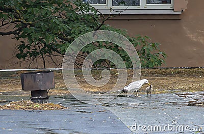 A gull on the roof feeds its chick Stock Photo