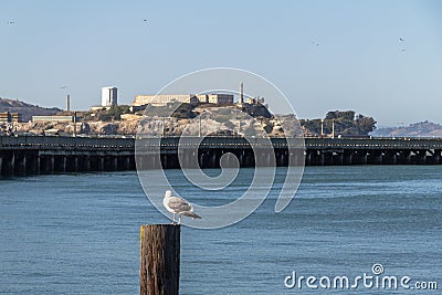 Gull at San Francisco Bay with view on Alcatraz Stock Photo