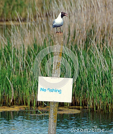 A gull sitting on a pole with a no fishing sign Stock Photo