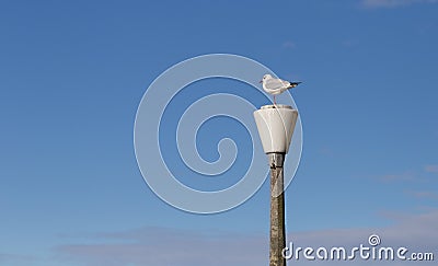 Gull sitting on a street lamp Stock Photo