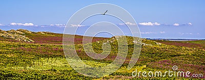 A gull soars over the Campion carpeted landscape of Skomer Island breeding ground for Atlantic Puffins Stock Photo