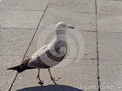 Gull is walking across the square Stock Photo