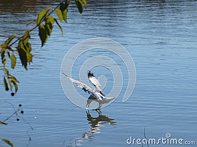 A Gull Walking On Water Stock Photo