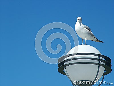 Gull Watch Stock Photo