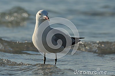 Gull in the Water Stock Photo