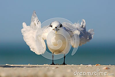 Gull on the white sand beach. Bird in the nature sea water habitat. Royal Tern, Sterna maxima, with open wings. Animal on the blue Stock Photo