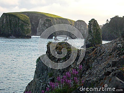 Gulls on a cliff Stock Photo