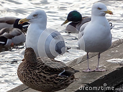 Gulls, or colloquially seagulls, are seabirds of the family Laridae in the suborder Lari. Stock Photo