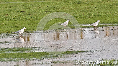 Gulls in a flooded meadow reflecting in the water of a puddle Stock Photo