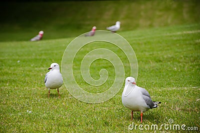 Gulls on a meadow in Burnie, Tasmania Stock Photo
