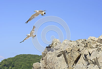Gulls jumped off the cliff Stock Photo