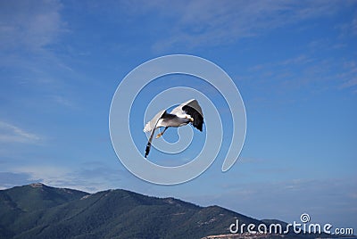 A seagull flying on the Aegean Sea Stock Photo